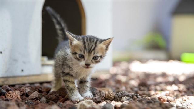 Ankara Adliyesi&#039;nin bahçesinin farklı bölgelerinde inşa edilen &quot;köpek sitesi&quot; ile &quot;kedi sokağı&quot;, sahipsiz hayvanlara ev sahipliği yapıyor.