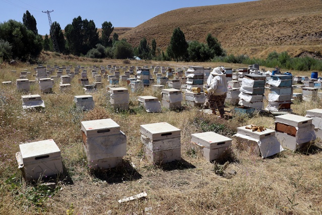 Kadın arıcı Çiğdem Duman da eşiyle 200 kovanlarının olduğunu ve bal hasadından sonra fındık toplamak için memleketi Ordu&#039;ya gideceğini anlattı.

Arıcı Yaşar Şahin ise 20 yıldır arıcılık yaptığını belirterek, &quot;Arıcılık bir taraftan zevkli ama çok zorlukları da var. 250&#039;ye yakın kovanımız var. Bal sağımına başladık. Buranın doğası çok zengin. Bu seneki bal kalitesinden çok memnunuz.&quot; diye konuştu.