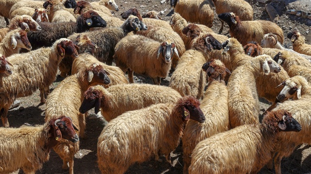 Van&#039;ın Gürpınar ilçesinde yetiştirilen 13 kaburgalı ve kendisine has özellikleriyle diğer türlerden ayrılan Norduz koyununun genetiğini korumak, neslini devam ettirmek ve saf ırk sayısını artırmak için üniversitede çalışma yürütülüyor.

Van YYÜ Hayvancılık Uygulama ve Araştırma Merkezi Müdürü Prof. Dr. Cumali Özkan, AA muhabirine, söz konusu koyunun Gürpınar ilçesi Norduz bölgesinde yetiştirildiğini söyledi.
Irkın ülke ve bölge için son derece önemli genetik kaynaklardan biri olduğunu belirten Özkan, şunları kaydetti:

&quot;Bu koyun ırkı yaklaşık 300-400 yıllık bir geçmişe sahip. Akkaraman ırkı koyunların bir varyantı olarak biliniyor. Sadece Norduz bölgesinde yetiştirilmesi, kendisine has özelliklerinin olması ve ülkemiz için önemli genetik özelliklerden biri olması münasebetiyle son derece önemli. Bu koyun ırkının sayısı özellikle geçmiş yıllarda çeşitli nedenlerle köylerin boşaltılması, köylerde yapılan hayvancılığın azalması ya da yetiştiricilerin bilinçsiz bir şekilde çiftleştirme yapması nedeniyle gittikçe azaldı. Böylece ırkın hem özellikleri kayboldu hem de sayıları azalarak soyu tükenme derecesine geldi. Bu nedenle Norduz koyunu 2007 yılında Tarım ve Orman Bakanlığı tarafından koruma altına alındı. 2018 yılında ise Van YYÜ bünyesinde, &#039;Norduz Koyunu ve Keçisi Uygulama ve Araştırma Merkezi&#039; kuruldu.&quot;

Norduz koyununun diğer türlere göre yüksek yapılı, daha iri ve uzun vücut yapısına sahip olduğuna işaret eden Özkan, &quot;Ağırlığı ve süt verimi daha yüksek. Diğer hayvanlarda 12 kaburga bulunurken, Norduz koyununda 13 kaburga bulunuyor. Süt ve et verimi oldukça iyi. Başları beyaz ya da kül rengi, erkekler boynuzlu, dişilerin ise yaklaşık yarısı boynuzludur, yağlı kuyrukludur. Kuyruk üç parçalı olup üçüncü parça uzun ve aşağıya doğru sarkar.&quot; dedi.