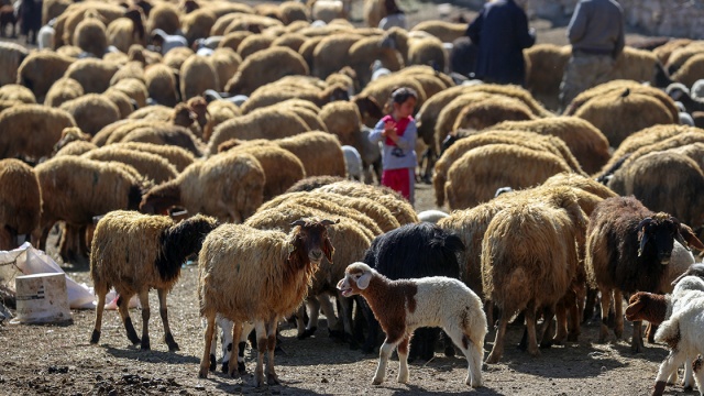 Hayvancılık Uygulama ve Araştırma Merkezi bünyesinde 120 baş Norduz koyunu bulunduğunu dile getiren Özkan, amaçlarının, bilimsel çalışmalar ile bu koyun ırkını dünyaya tanıtmak olduğunu söyledi.

​​​​​​​Her yıl 100 kuzu yetiştiricilere veriliyor
Önemli bir gen kaynağı olan Norduz koyununun genetik yapısını korumak ve neslini devam ettirmeyi hedeflediklerini aktaran Özkan, şöyle devam etti:

&quot;Nesli gittikçe azalan Norduz koyununun, özelliklerini ve saf ırkını korumaya çalışıyoruz. Burada elde ettiğimiz saf ırk damızlıklarımızı, Norduz kuzularımızı yetiştiricilerimizin hizmetine sunuyoruz. Her yıl yaklaşık 100 kuzuyu damızlık olarak isteyen yetiştiricilerimize veriyor, böylece Norduz koyununun ilimizdeki sayılarını artırmak için çaba harcıyoruz.&quot;
