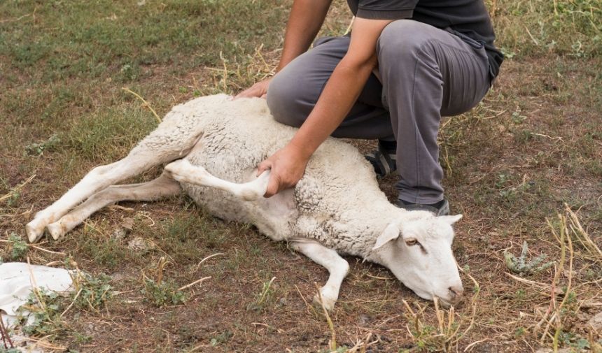 Altını Olan Bir Kişi Kurban Keserken