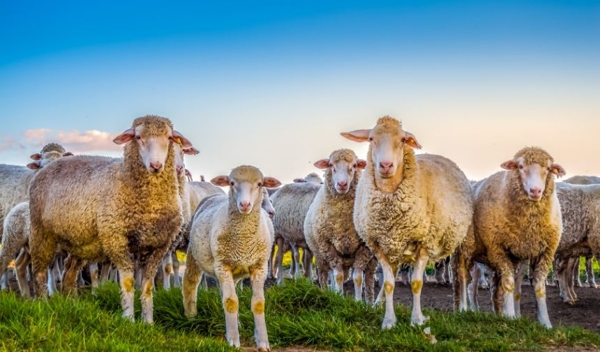 Altını Olanlar İçin Kurban Kesme Yükümlülüğü