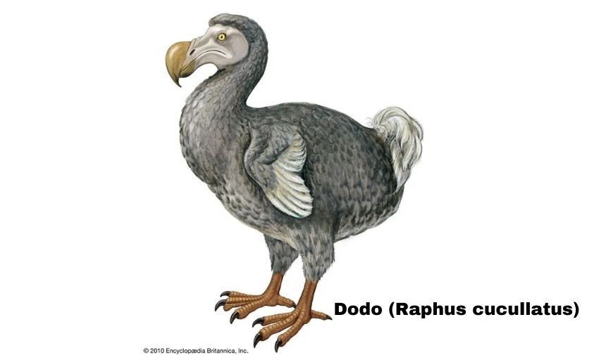 Dodo Kuşu Raphus Cucullatus