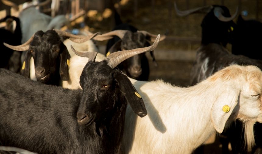 Kurban Kesme Işlemi Ve Dikkat Edilmesi Gerekenler