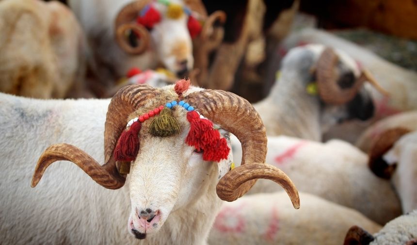 Kurban Kesmek Için Hangi Şartlara Sahip Olmalıyım