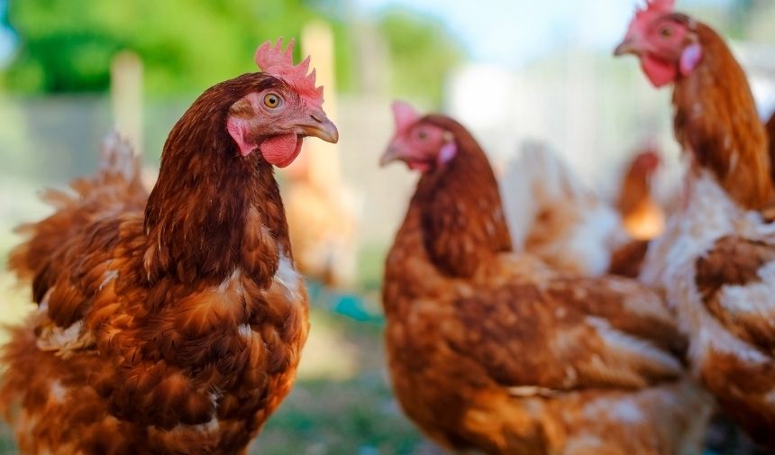 Tavuk Kurban Etmek Ve Dini Hükümleri