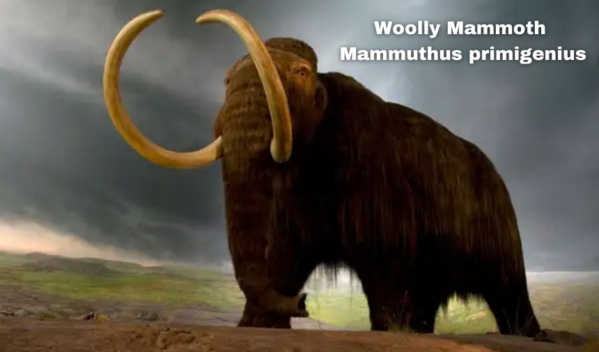 Yünlü Mamut Mammuthus Primigenius