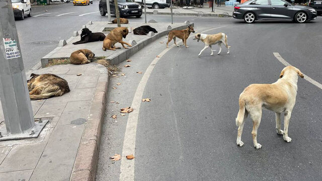 Sokakköpekleri