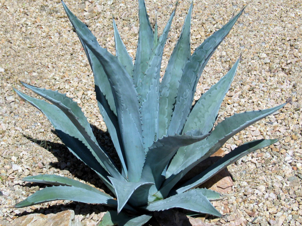 Agave Bitkisi