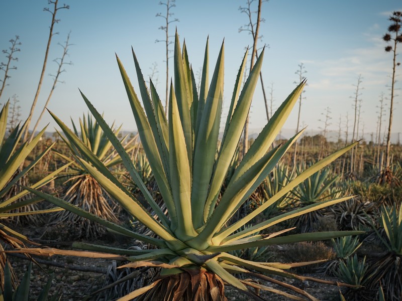 Agave