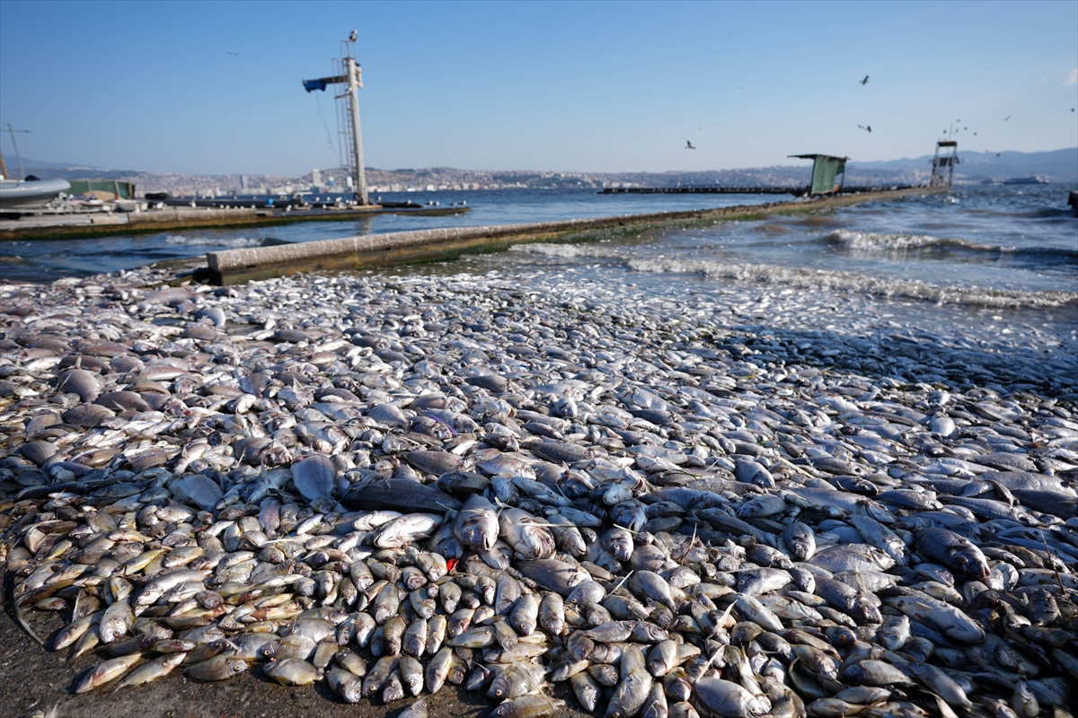 İzmir Körfezi Balık Ölümleri