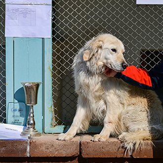 Poyraz Köpek Afad