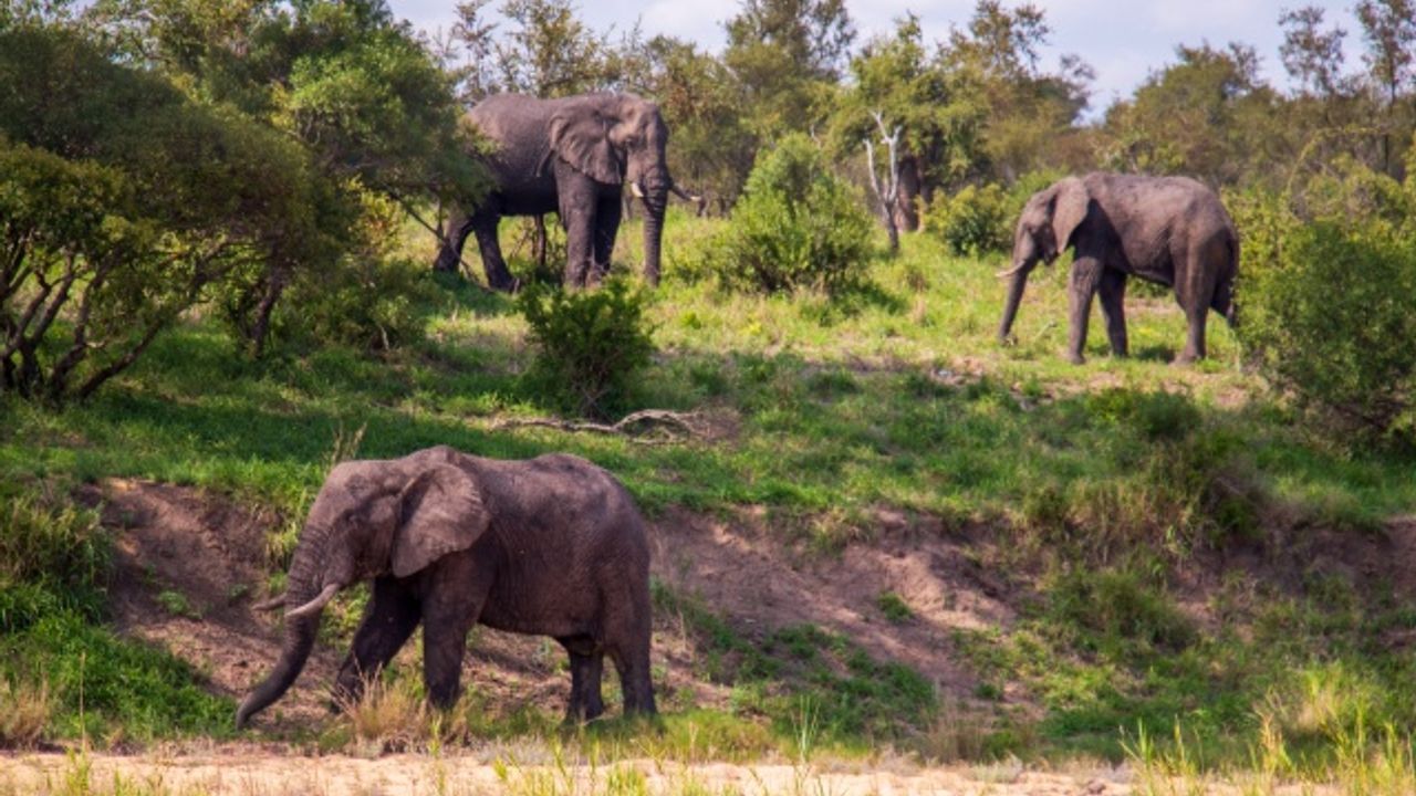 Güney Afrika bölgesinde artan fil nüfusu, yerel ekosistemi tehdit ediyor