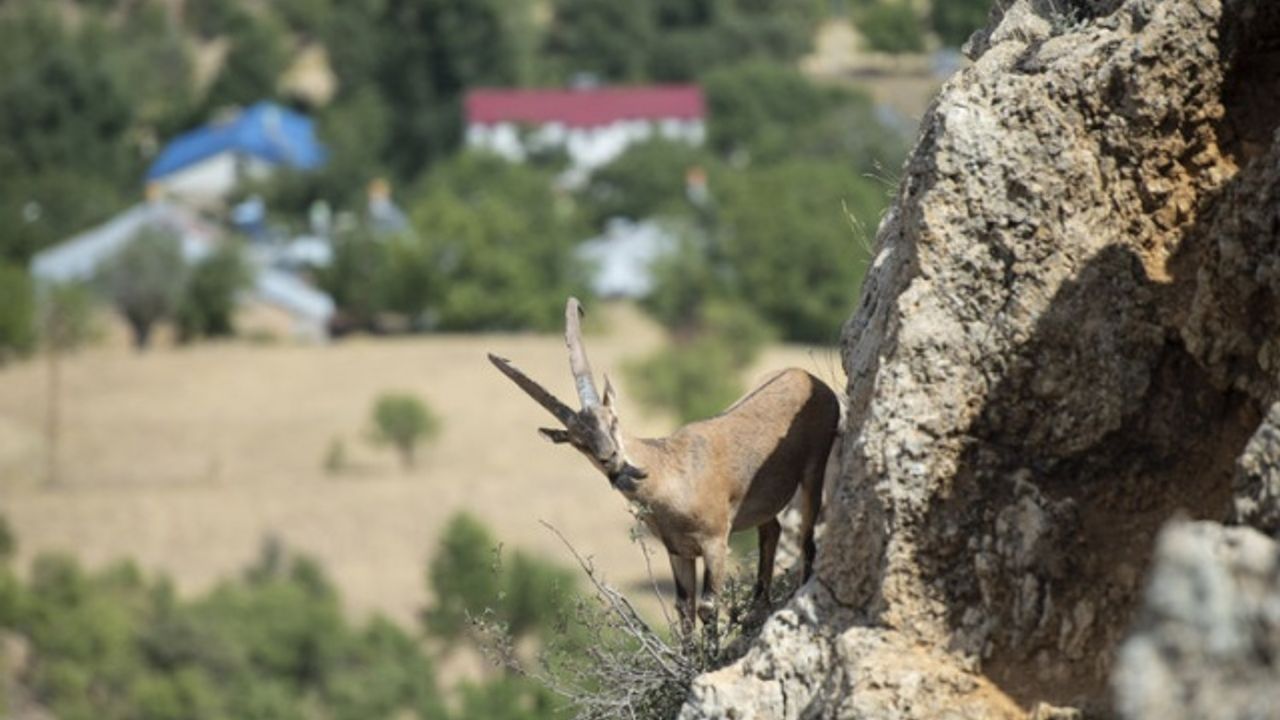 Popülasyonu artan nesli tehlike altındaki yaban keçileri Tunceli'ye güzellik katıyor