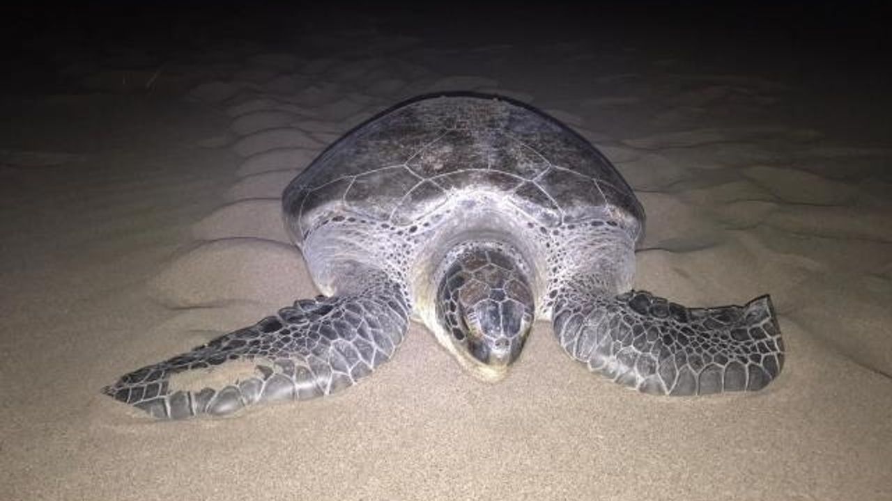 Yeşil deniz kaplumbağası Patara Plajı'na 9 yıl sonra yuva yaptı