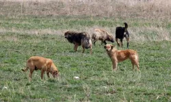 Esenyurt’ta başıboş bir köpek site bahçesinde oynayan kıza saldırdı