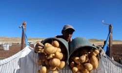 Patates üretiminde rekor Sivas'ta