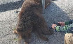 Tırın çarptığı yavru ayı öldü    