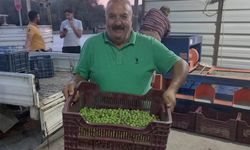 Mersin'de hırsızlar zeytinlere dadandı: Üreticiler nöbete başladı