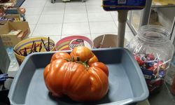 1 kilo 712 gramlık domates görenleri şaşırttı 