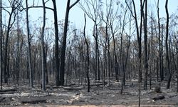 Avustralya'da binlerce hektar alan küle döndü