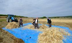 Kırklarelili kadınlar kuru fasulye mesaisinde