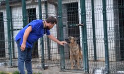 Osmaneli'de sokak hayvanlarının bakımı yapılıyor