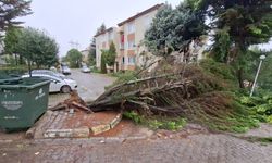 Kocaeli'de ağaçlar fırtınaya dayanamadı
