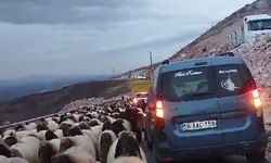 Siirt'te koyun sürüsünün geçtiği yol trafiğe kapandı