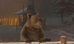 Kış uykusuna yatamayan ayılar, günübirlikçilere saldırdı   