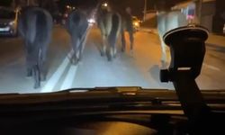 Bursa’da başıboş at krizi: Trafiği kilitlediler 