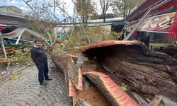 Kozahan'da 250 yaşındaki tarihi çınar fırtınada parçalandı   