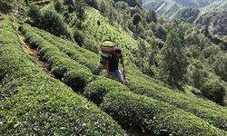 Çay üreticilerine 303 milyon 717 bin liralık destek ödemesi