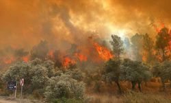 Muğla'da korkutan orman yangını: Ekipler müdahale ediyor! 