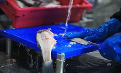 Muğla'da balık ihracatı rekora koşuyor 