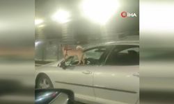 Ankara’da köpeğin tehlikeli yolculuğu kamerada   