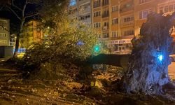 Bursa'da şiddetli lodos 200 yıllık tarihi 2 çınarı yıktı   