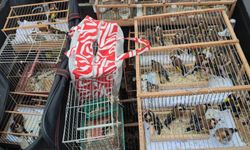 Kaçak kuş pazarı operasyonunda 24 kişi gözaltına alındı 