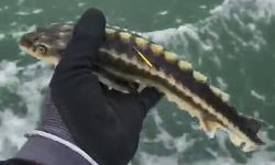 Nesli tehlike altında olan mersin balığı denize salındı   