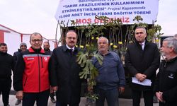Aydın'da üreticilere 10 bin adet sarı lop incir fidanı dağıtıldı 