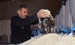 Bitlis, tohumluk kuru fasulye üretiminde Türkiye birincisi oldu
