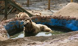  Kış uykusuna yatamayan ayılar havuzda keyif çattı 