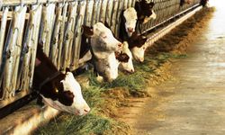 Samsun’dan yurt dışına süt ihraç edecek besici sayısı 6’ya yükseldi 