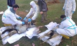 Sinop’ta küçükbaş hayvan ölümlerinin nedeni belli oldu 