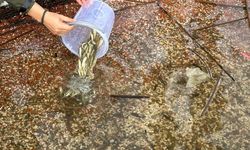 Abant Gölü Milli Parkı'na 3 bin 500 yavru balık bırakıldı   