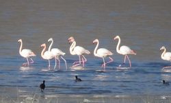 Flamingoların Van Gölü sefası   
