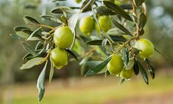 Bakan Ersoy: Geleneksel zeytin yetiştiriciliği UNESCO listesinde 