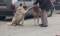 Yaşlı vatandaşın sokak köpekleri ile diyaloğu ilgi çekti 