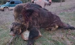 300 kiloluk dev domuz görenleri hayrete düşürdü 