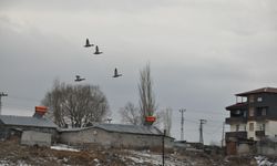 Kars’ta yaban ördeklerinin yiyecek mesaisi başladı   